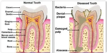 winter springs dentist near me