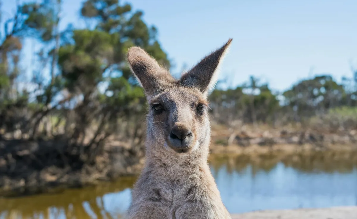 Australian kangaroo