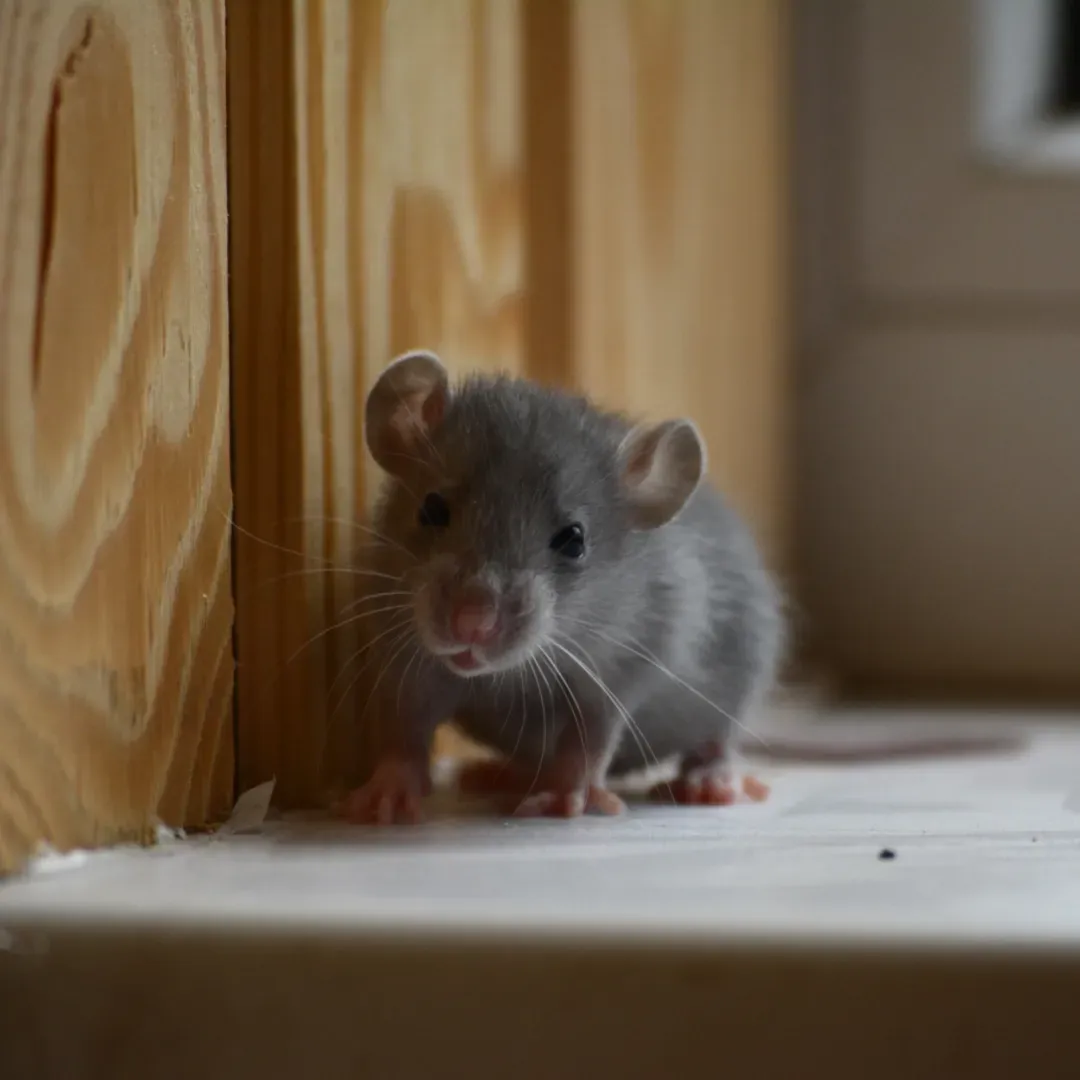 Why Rodent Exclusion is the Best Long-Term Solution for Denver Homes