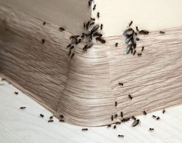 Preventing Ant Problems in Parker Backyards