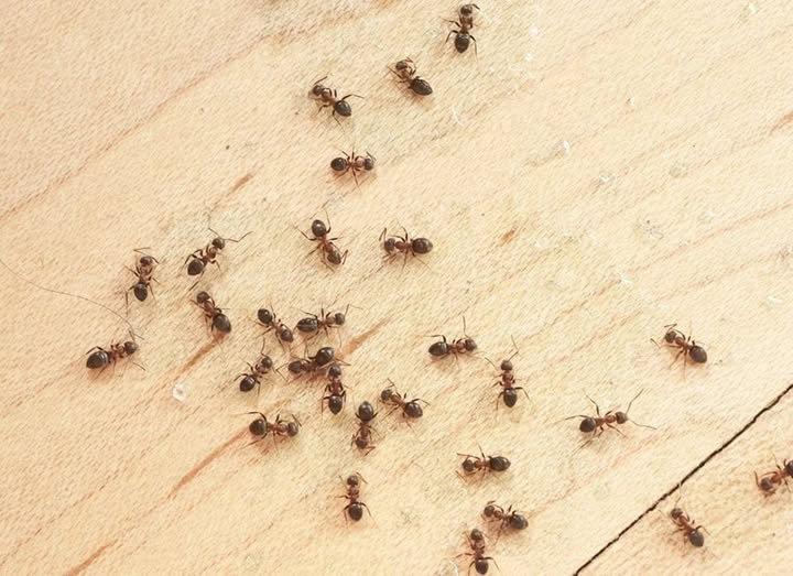 Seasonal Pest Guide for Castle Rock Homeowners
