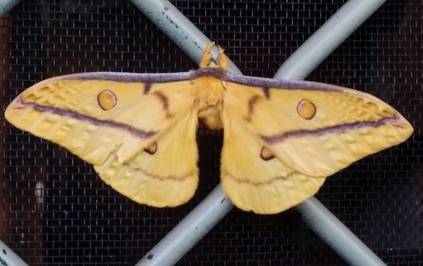 Cycles and patterns, butterfly, rehab