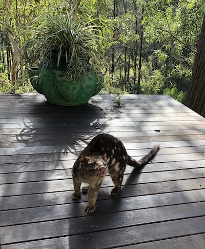 quoll jumping onto my deck 