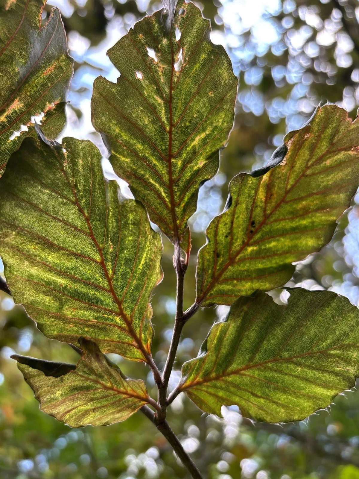 Beech Trees at Risk: What Homeowners Need to Know About Beech Leaf Disease