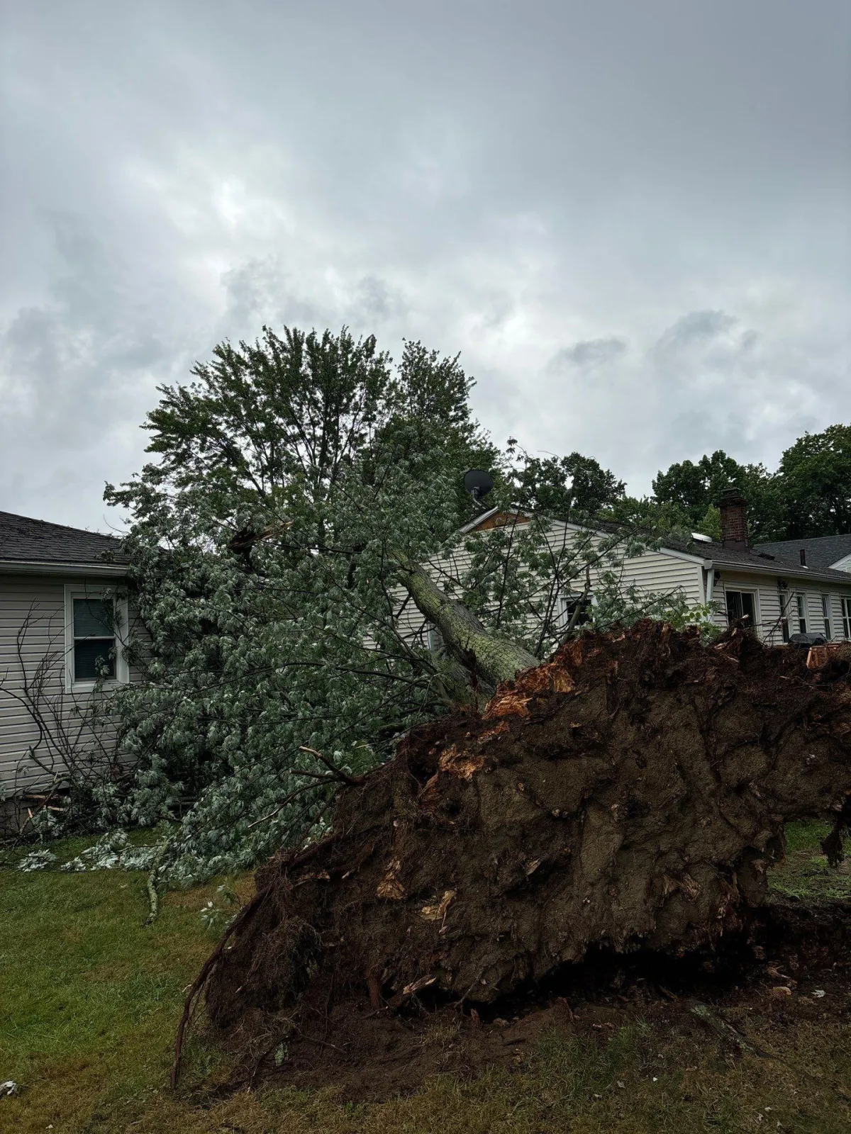 When Trees Cause Damage: How Arborist Reports Support Legal and Insurance Cases