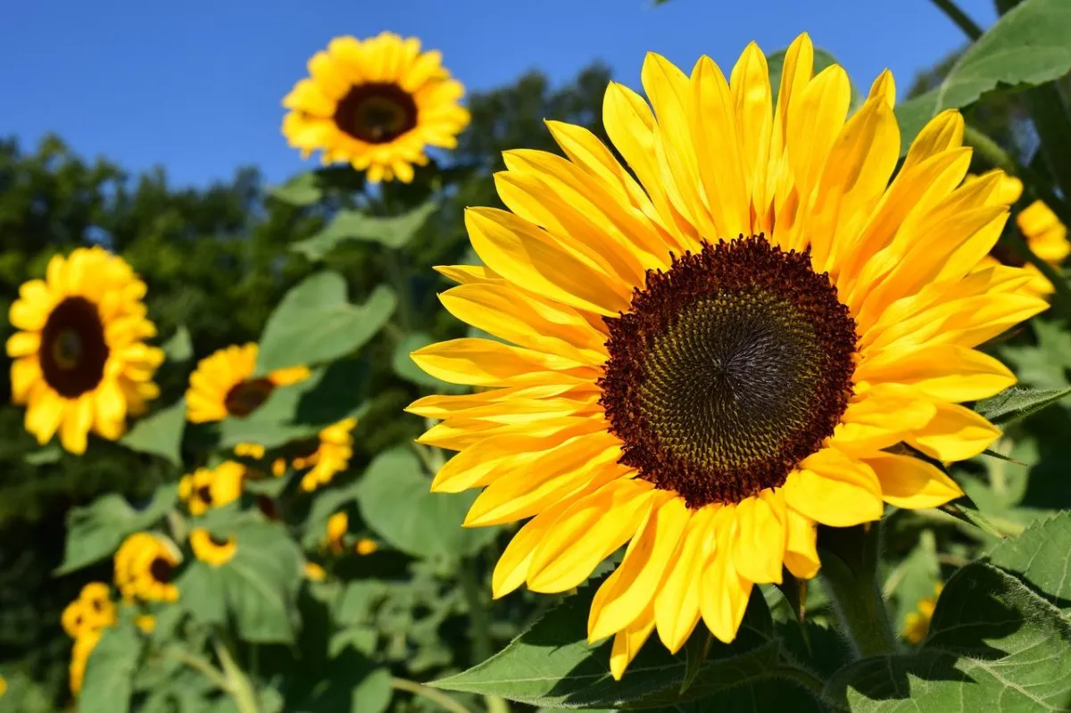 image of a sunflower in the sunshine