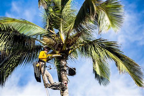 Palm Trimming