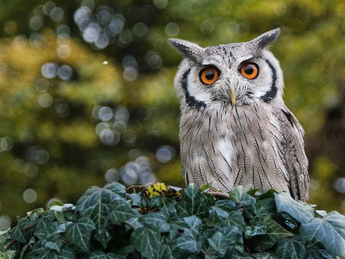 Wise Owl