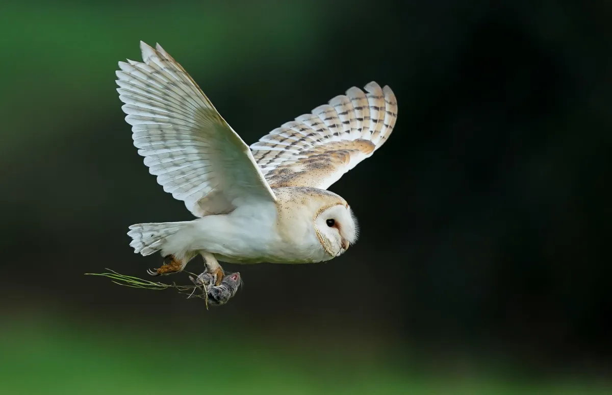 flying owl