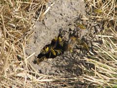 Where Wasps Hide in Spring – 3 Spots to Check