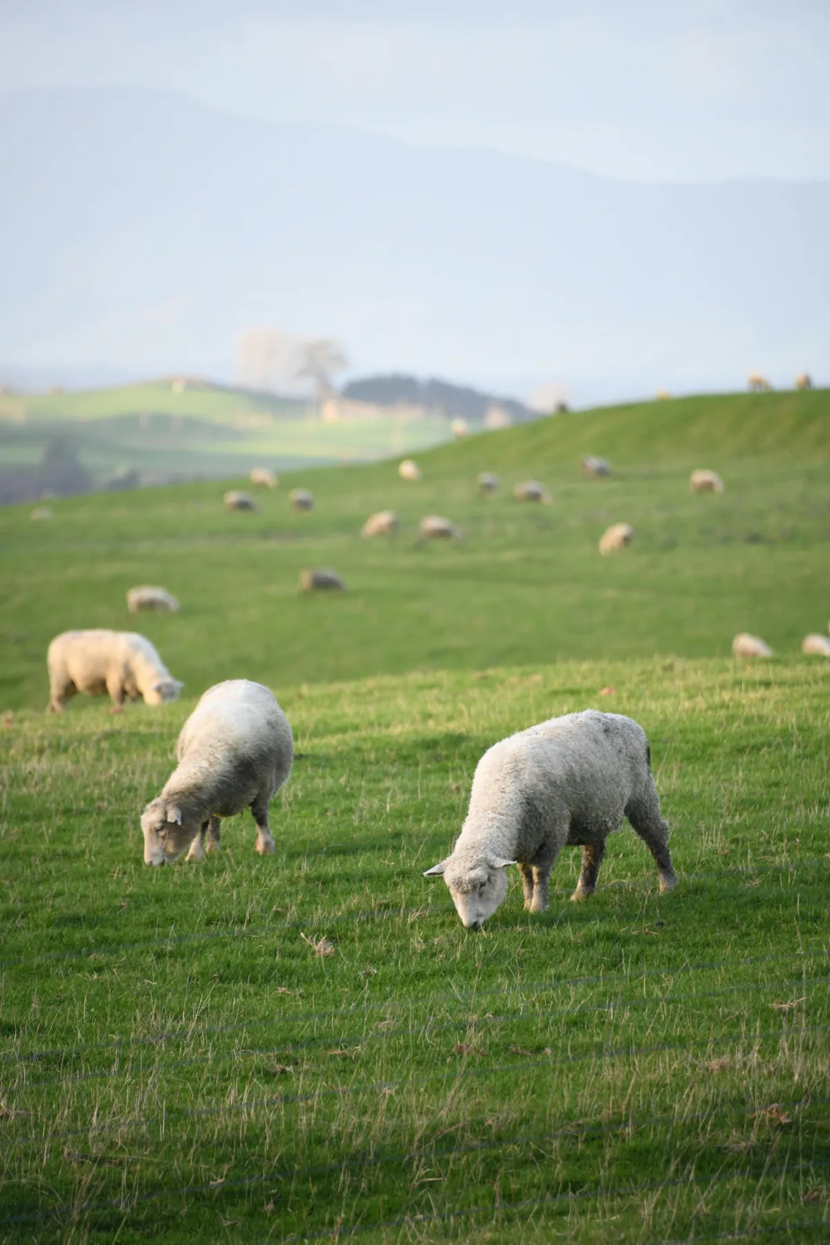 Feeding His Sheep