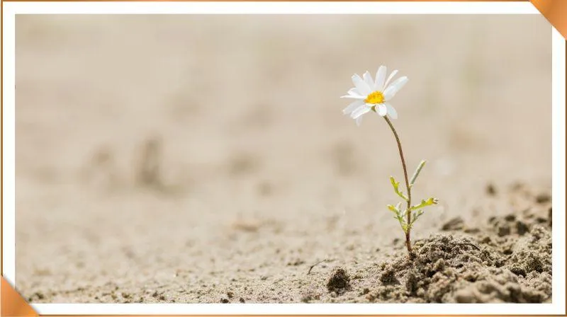 Resilience in the Face of Challenges