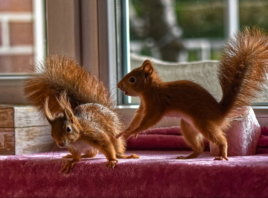Stop the squirrels from climbing your value ladder!