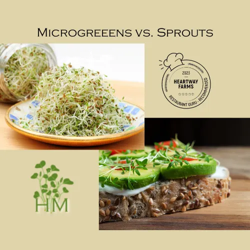 Microgreens vs. Sprouts: By Heartway Microgreens