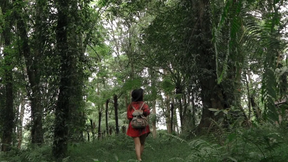 Can't see the trees for the forest