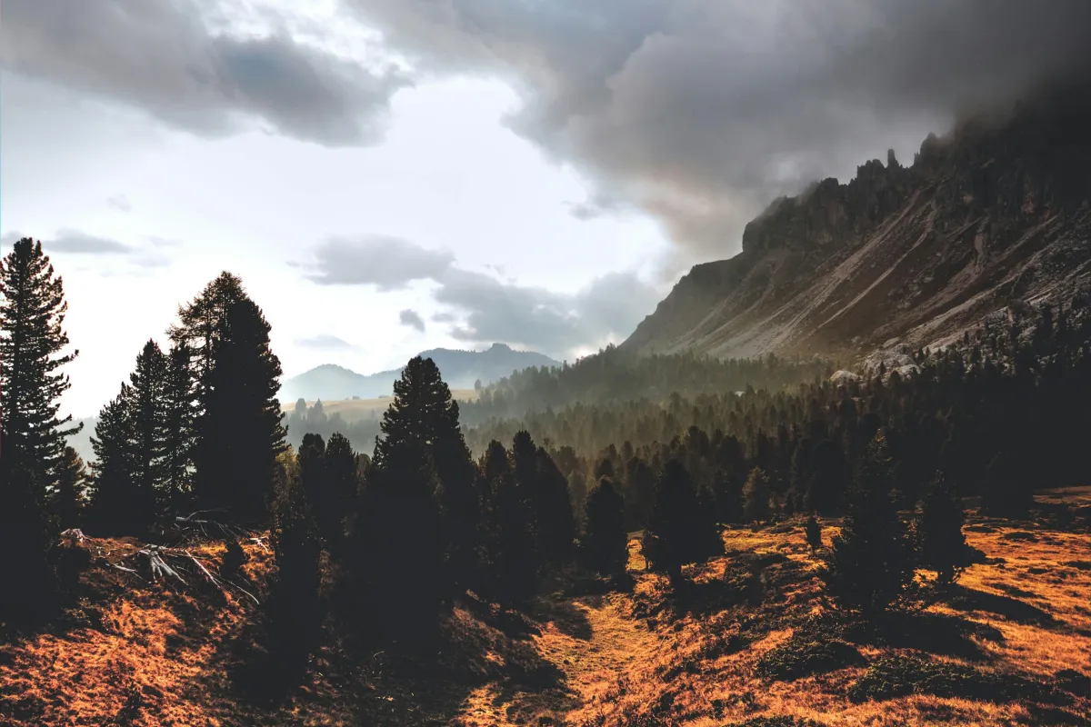 forest
