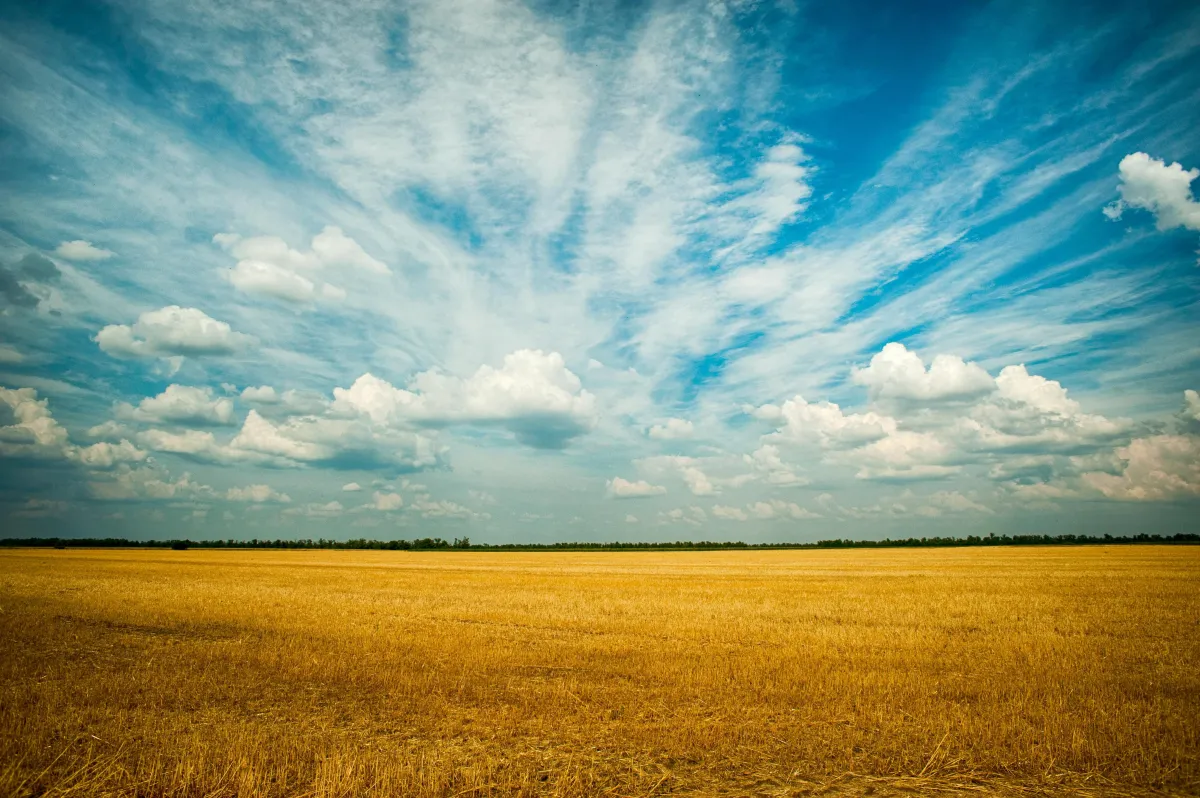 Corn Fields