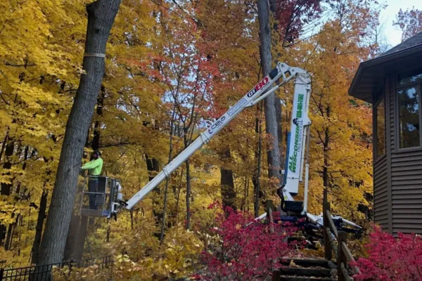 All Wi Tree Services employee safely removing a large tree using a lift in Green Bay, WI