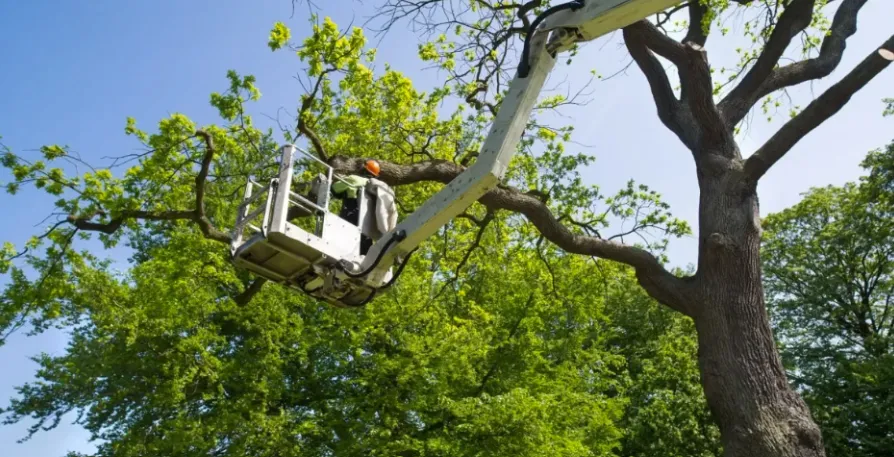 Tree Trimming Services