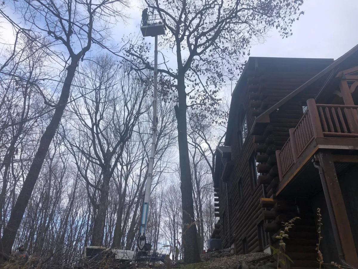 Affordable Tree Trimming