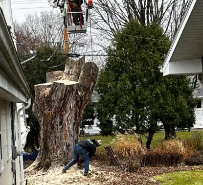 Tree Maintenance for Your Yard