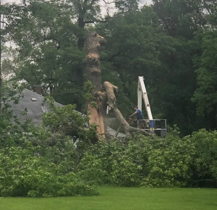 Affordable Tree Trimming Service