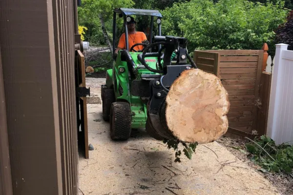 Affordable Tree Services in Wisconsin