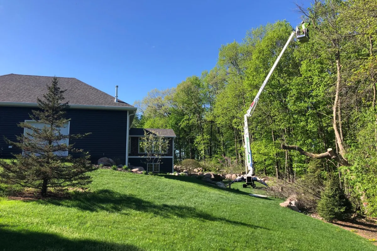 Tree Maintenance for Your Yard