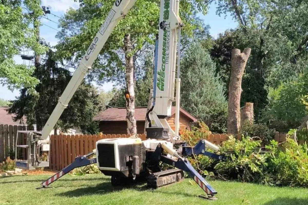 Affordable Tree Trimming Service