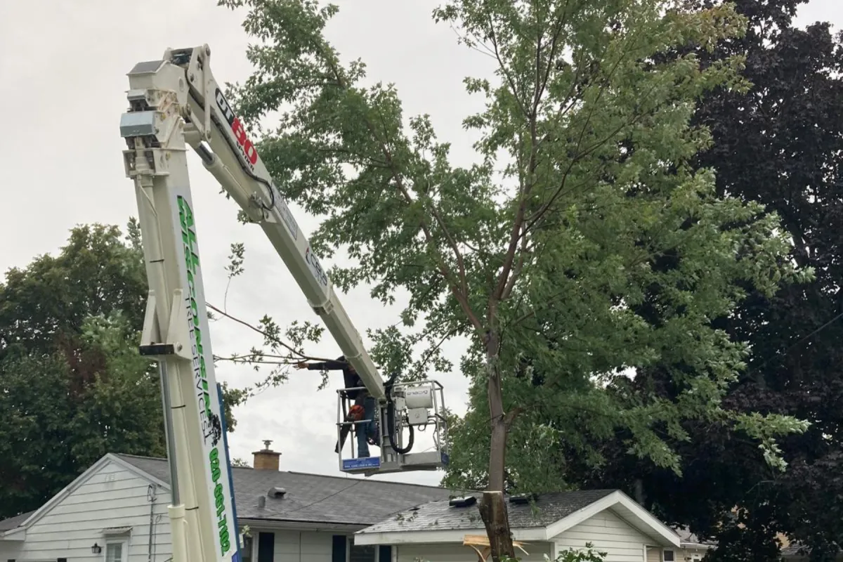 Tree removal Services