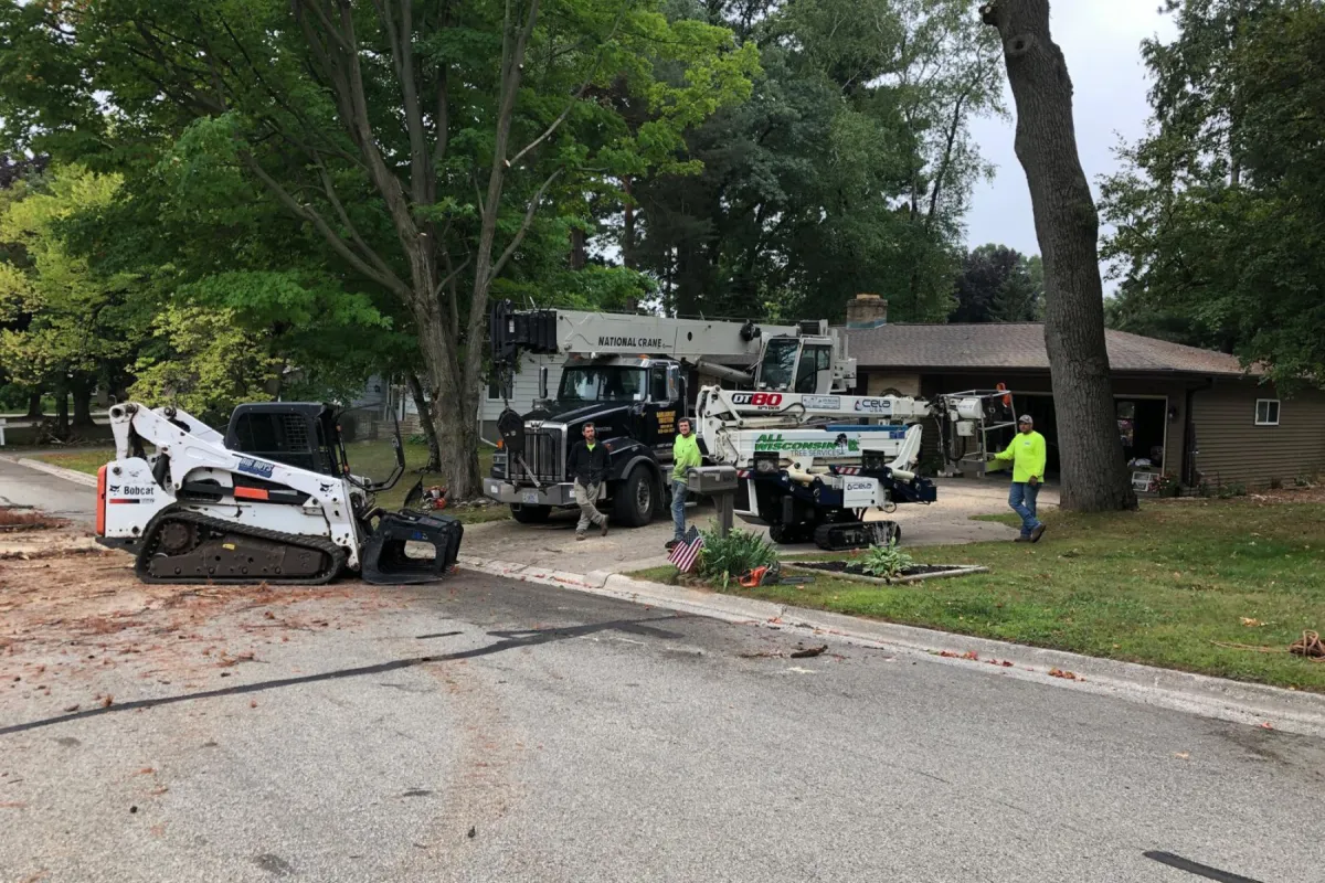 Affordable Professional Tree Trimming Services