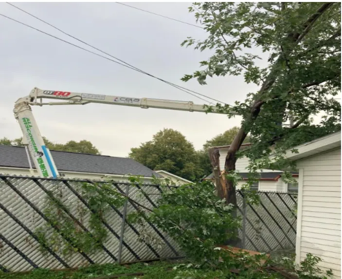 Trimming in Wisconsin