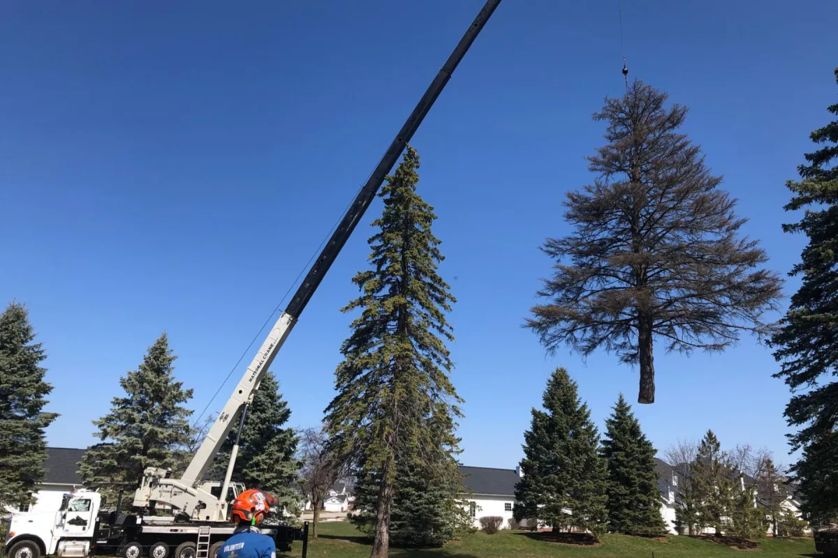 best professional tree service in Green Bay