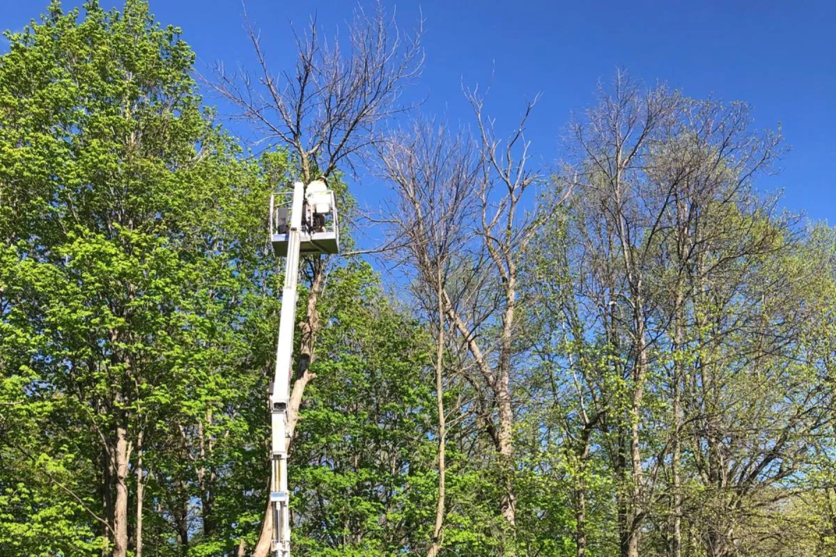 Trimming in Wisconsin