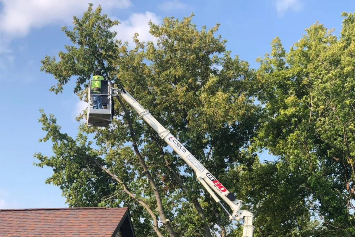 Expert Tree Trimming In Green Bay, WI