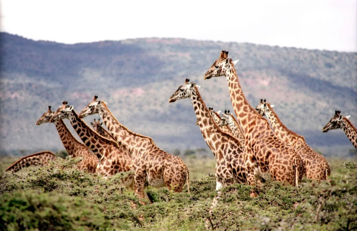 5 Tips for Booking African Safaris in Peak Season