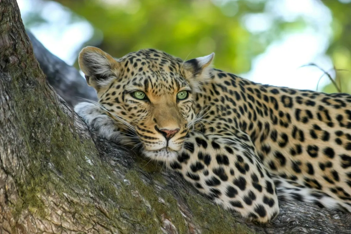 What Makes a Great Corporate Retreat in Africa?