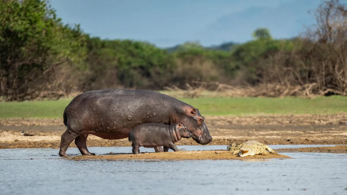 Family Travel: Why Africa Is the Ultimate Playground