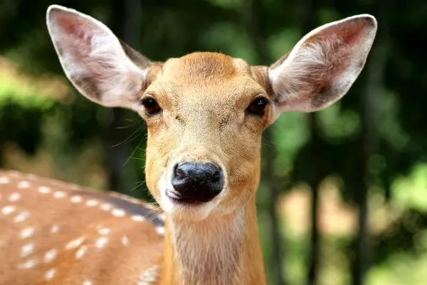 The White-Tailed Deer: A Spirit of Gentleness and Guidance