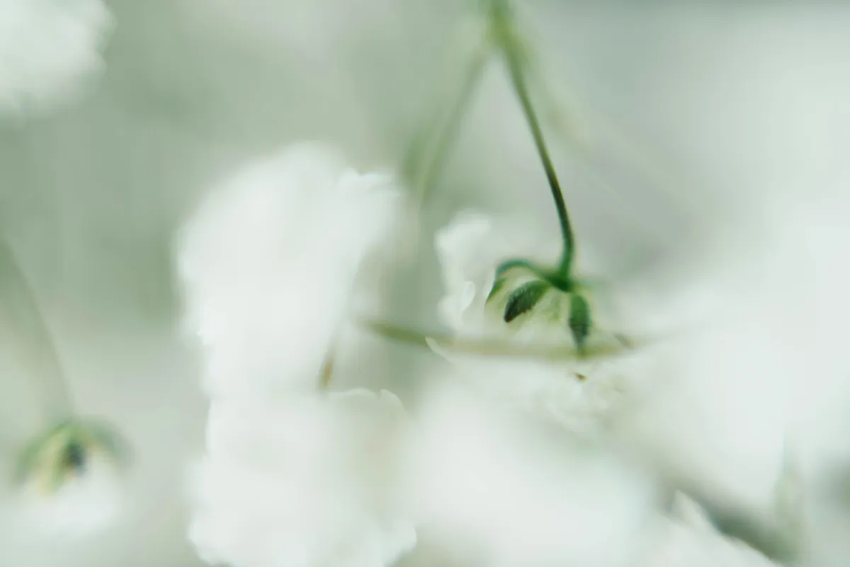 The Power of Softening: Returning to Feminine Wisdom in a Hard World