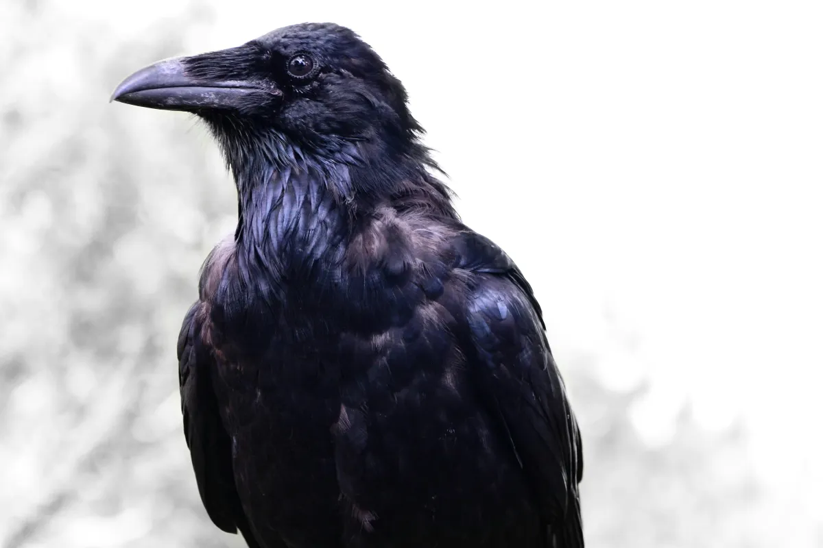The Raven: Messenger of Mystery and Magic
