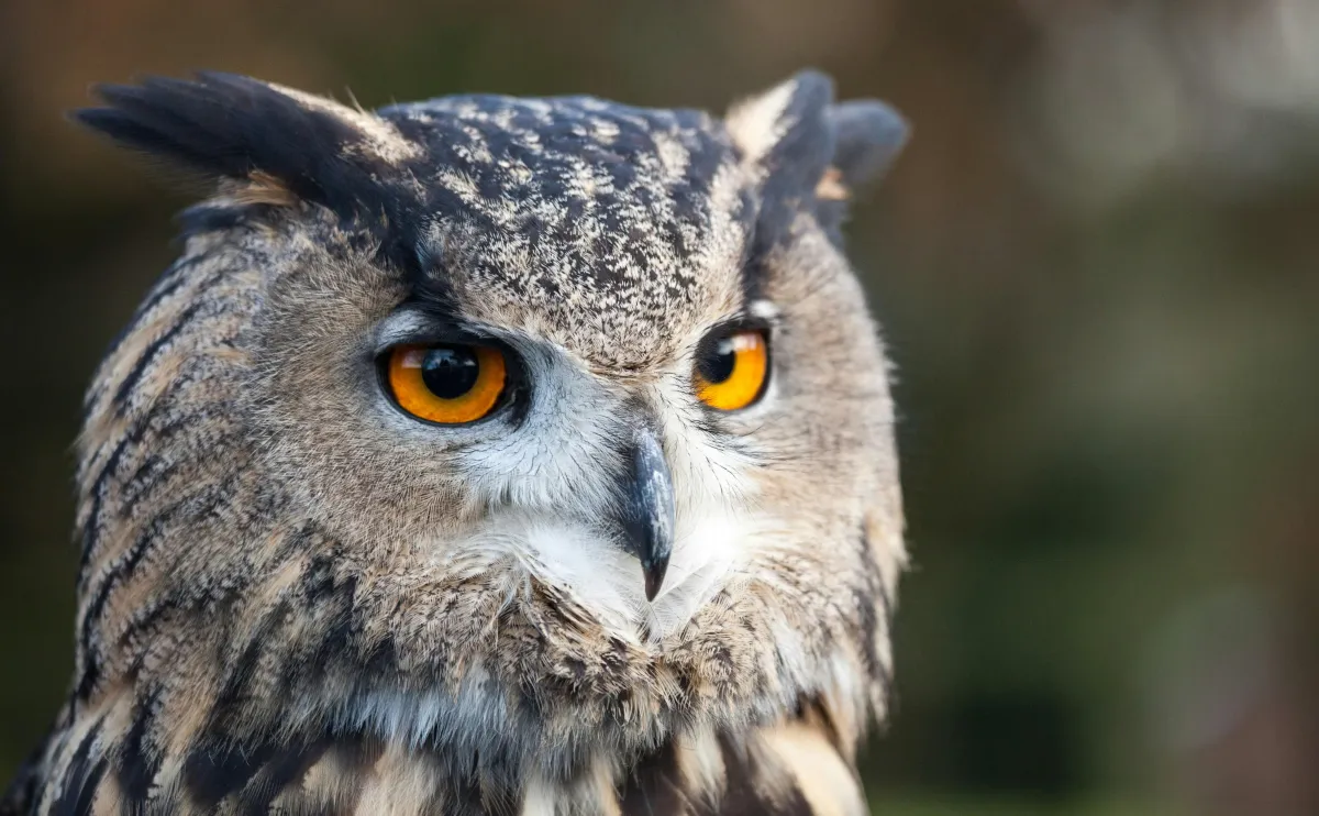 The Owl: Seeing in the Dark