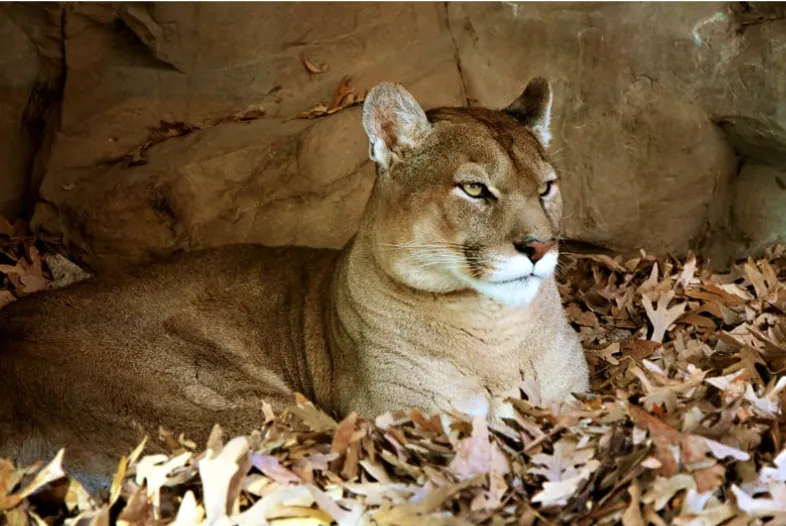 The Mountain Lion: Courage, Leadership, and Sacred Independence