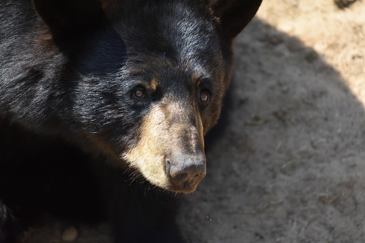 Black Bear: Power in Stillness, Wisdom in Retreat