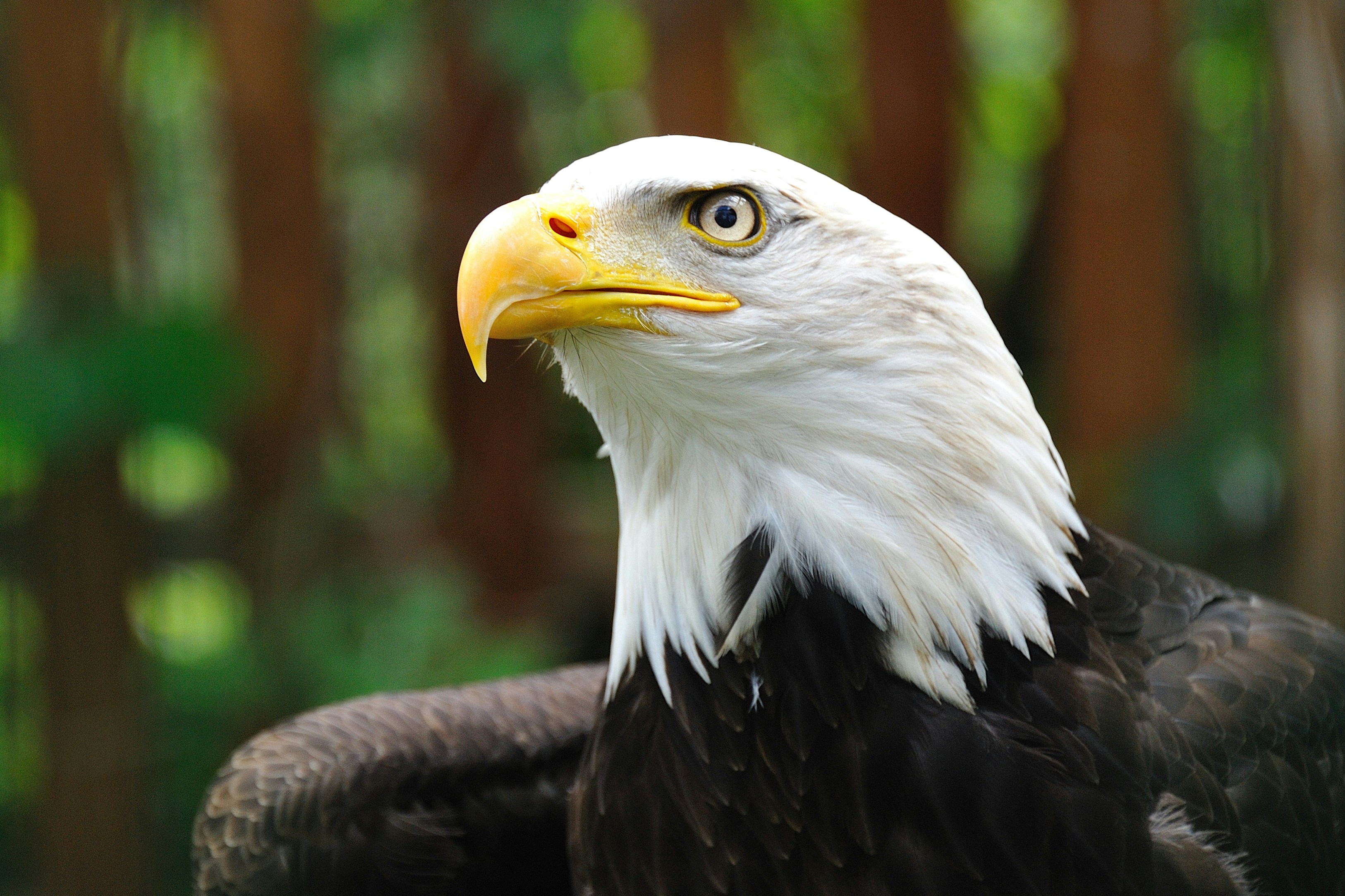 The Bald Eagle: Vision, Power, and Sacred Perspective