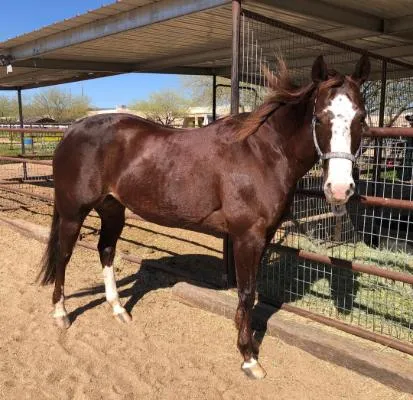 The Hidden Danger of Stress in Horses with EMS and IR