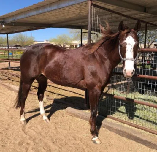 Rosie’s Journey: A Mare’s First Battle with Laminitis