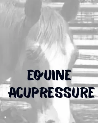 equine acupressure