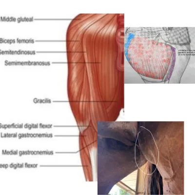 Equine Gracilis/Groin Muscle
