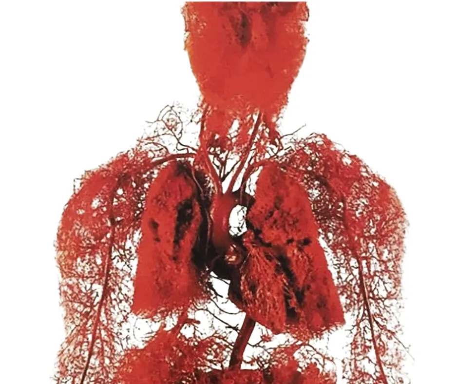 Microcirculation & Healthy Aging